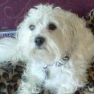 Meet your Posher, Dan